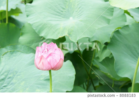 Ancient lotus lotus flower 8088183