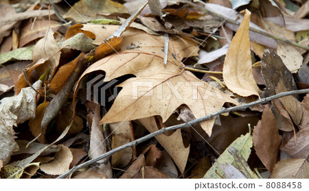 Dry leaves close up 8088458