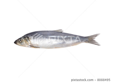 fish isolated on white 8088495