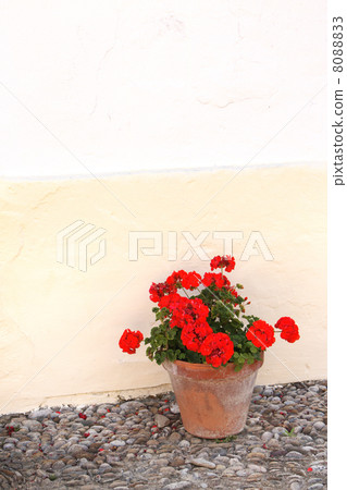 Flowerpots with geranium 8088833