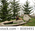 Shinlin Wolf _a 4 8089491