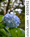 hydrangea   8089492