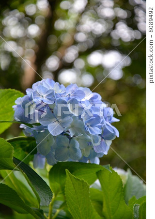 hydrangea   8089492