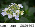 hydrangea   8089493