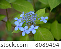 hydrangea   8089494