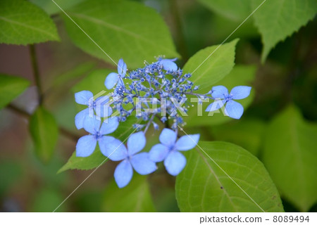 hydrangea   8089494