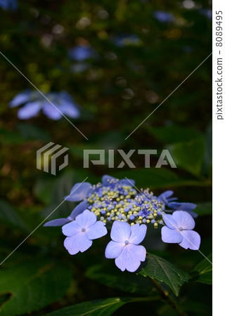 hydrangea   8089495