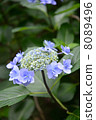 hydrangea   8089496
