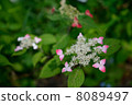 hydrangea   8089497