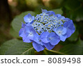 hydrangea   8089498