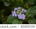 hydrangea   8089500