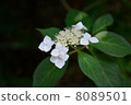 hydrangea   8089501