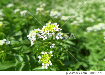 Dutch mustard 8089771