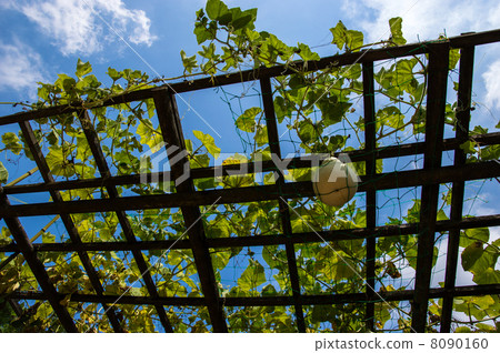 葫蘆的綠色窗簾 葫蘆的綠色窗簾 8090160