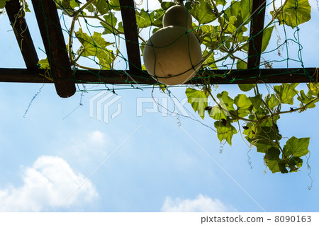Gourd's green curtain Gourd's green curtain 8090163