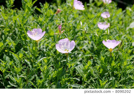 Hill shimmers swaying in the wind 8090202