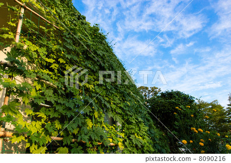Green Curtain 8090216