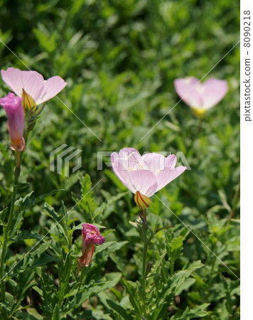 Hill shimmers swaying in the wind 8090218