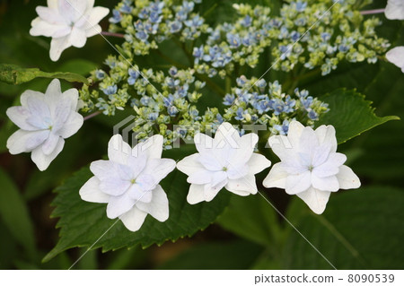 Flower hydrangea 8090539