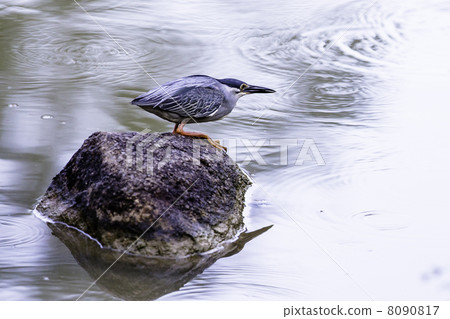 Blue KingFisher Blue KingFisher 8090817