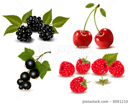 Big group of fresh berries and cherries. Vector illustration Big group of fresh berries and cherries. Vector illustration 8091210