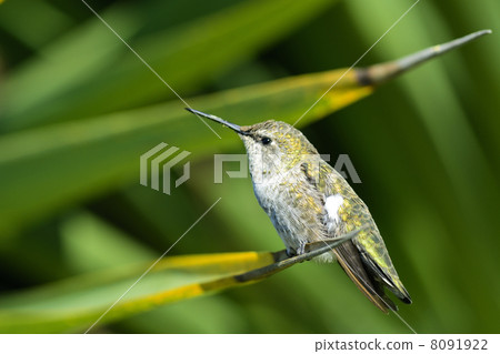 蜂鳥 鳥兒 鳥 8091922