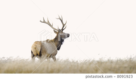 野生麋鹿 8091923