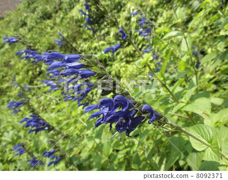 Herbs Herbs 8092371