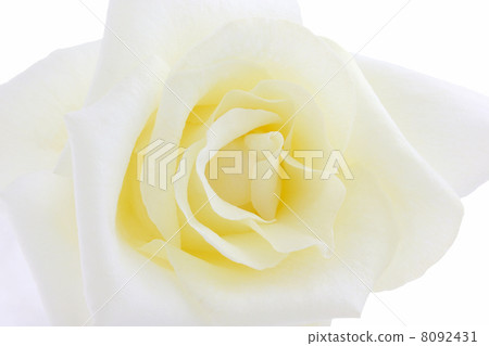 玫瑰和南方公主 玫瑰和南方公主 8092431