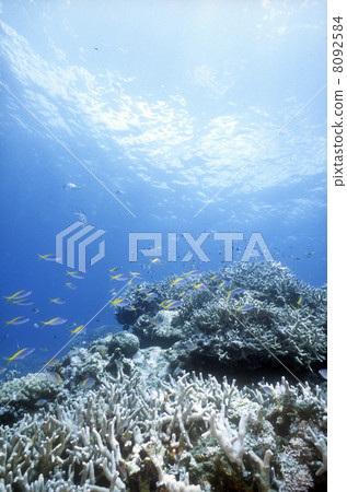 珊瑚和熱帶魚 珊瑚和熱帶魚 8092584