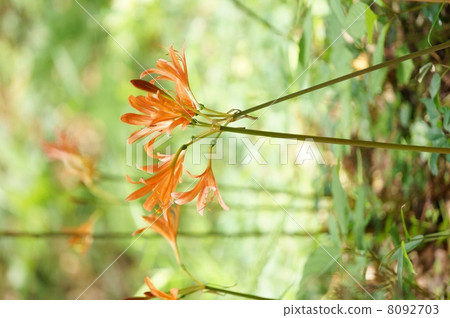 狐狸騎手 狐狸騎手 8092703