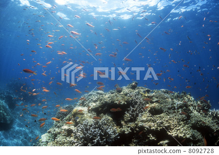 珊瑚和熱帶魚 珊瑚和熱帶魚 8092728