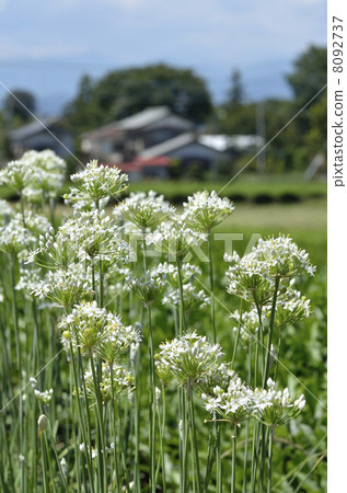 與日本花的風景 8092737