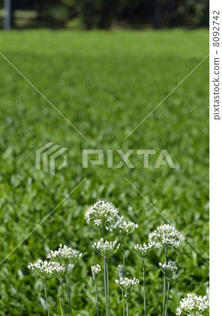Nira Flower 8092742