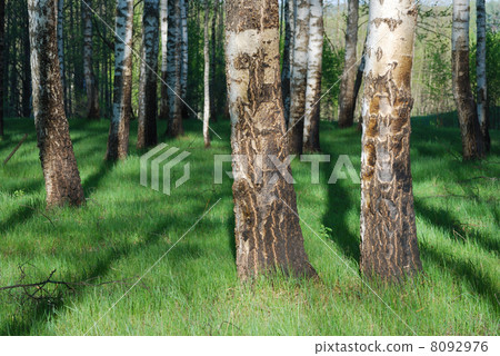 Birch forest 8092976
