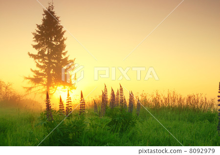 Summer morning Summer morning 8092979
