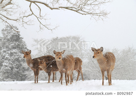 Snow scenery Flying field deer Snow scenery Flying field deer 8092987