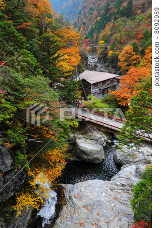 Mitaraki Valley of autumn leaves 8092989