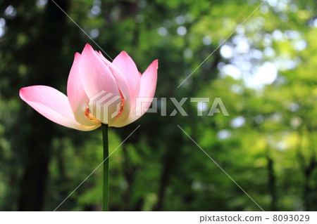 開始開放的蓮花(福井縣的Eiheiji寺) 開始開放的蓮花(福井縣的Eiheiji寺) 8093029