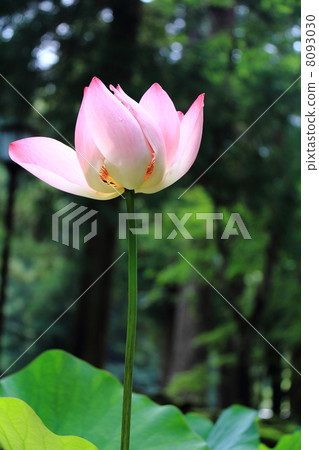 開始開放的蓮花(福井縣的Eiheiji寺) 開始開放的蓮花(福井縣的Eiheiji寺) 8093030