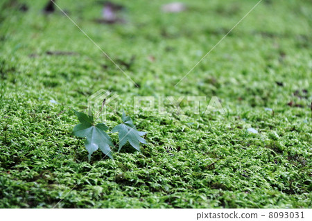 Too early fallen leaves (Eiheiji Temple in Fukui Prefecture) 8093031