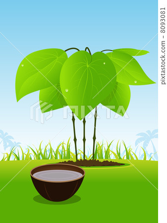 Kava Plant And Its Juice Served In Wood Bowl Kava Plant And Its Juice Served In Wood Bowl 8093081
