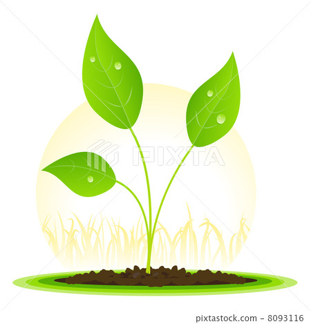 Plant Seed Growth Plant Seed Growth 8093116