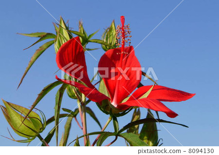 Momijiaoi在仲夏藍天發光 8094130