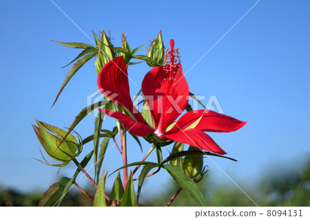 Momijiaoi在仲夏藍天發光 8094131