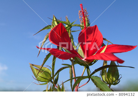 Momijiaoi在仲夏藍天發光 8094132