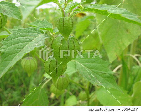 Hiroha Fulin Hozuki Hiroha Fulin Hozuki 8094137