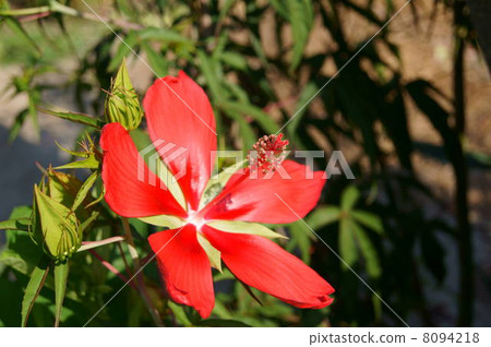 Burning red fir eggs Burning red fir eggs 8094218