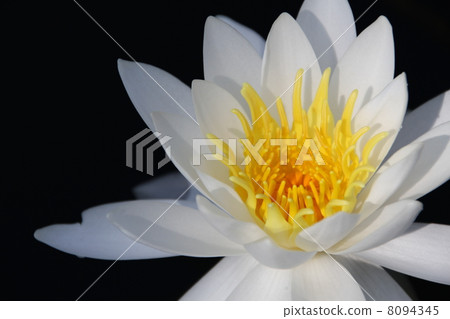 One lane water lilies One lane water lilies 8094345