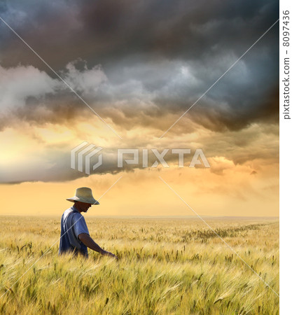 Farmer checking his crop of wheat Farmer checking his crop of wheat 8097436